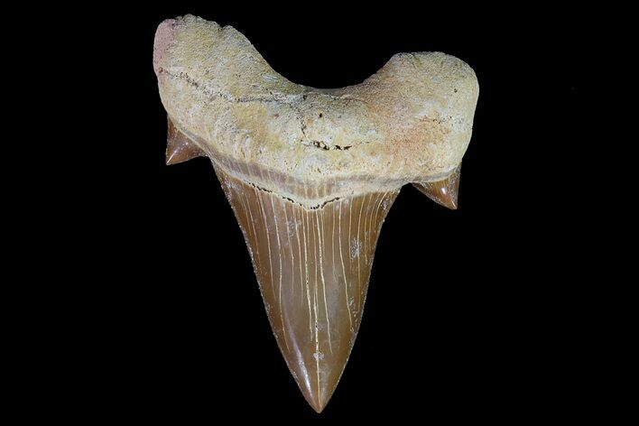 Otodus Shark Tooth Fossil - Nice Tooth #67169